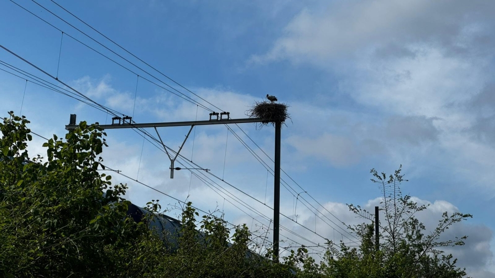 Ooievaars zoeken ook de metro op en bouwen ook daar nest op bovenleidingsmast