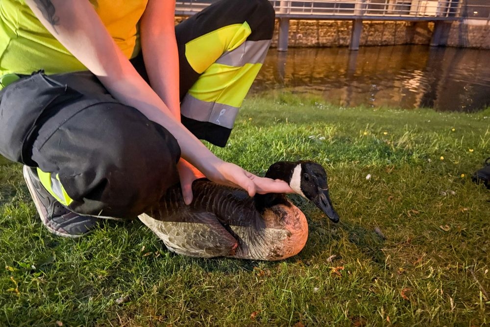 Dierenredders te water voor gans met gebroken pootje