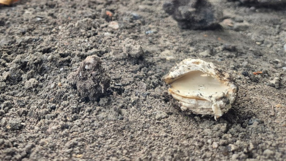 Experts twijfelen over paddenstoelen als doodsoorzaak honden in Plantage