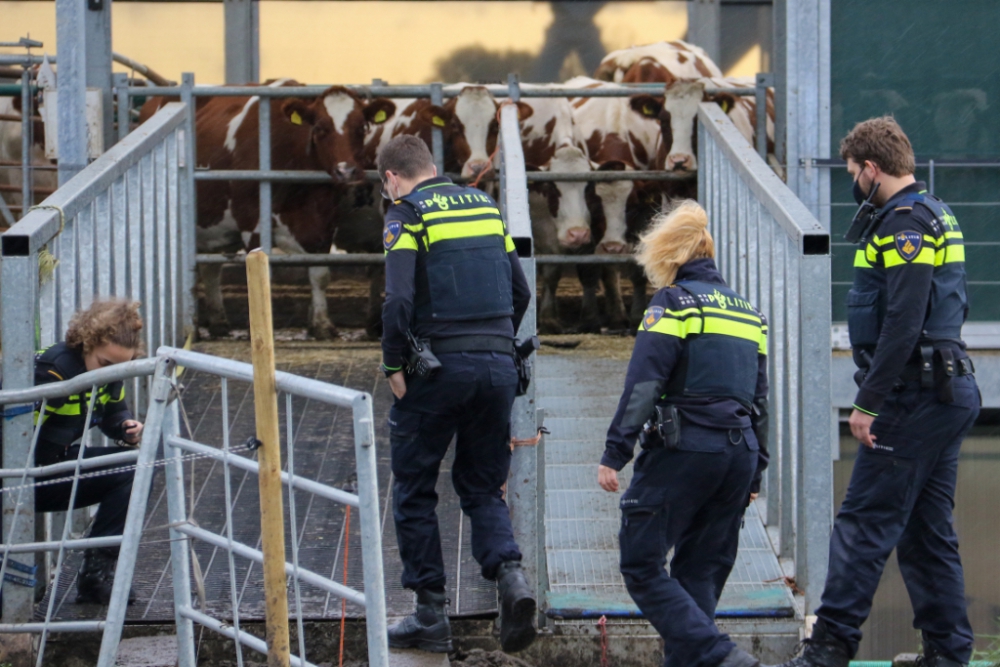 Kalfje ontsnapt bij Floating Farm