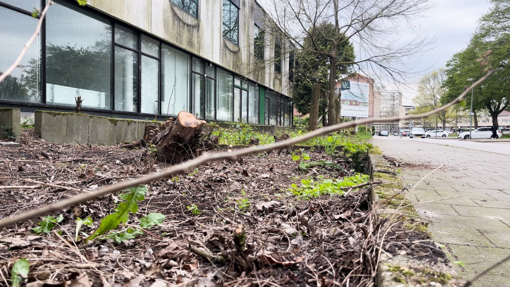 Foutje bedankt? Wederom bomen gekapt voor bouwproject dat in de wacht staat