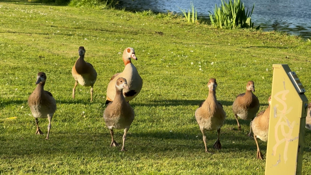 Met boksbeugel en fel oog verovert de nijlgans Schiedam en Vlaardingen