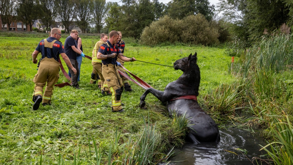 Paard muurvast in sloot aan Harreweg en wordt gered door brandweer