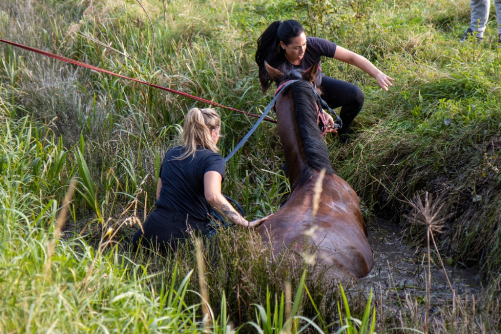 Paard springt met ruiter en al in de sloot, brandweer schiet te hulp