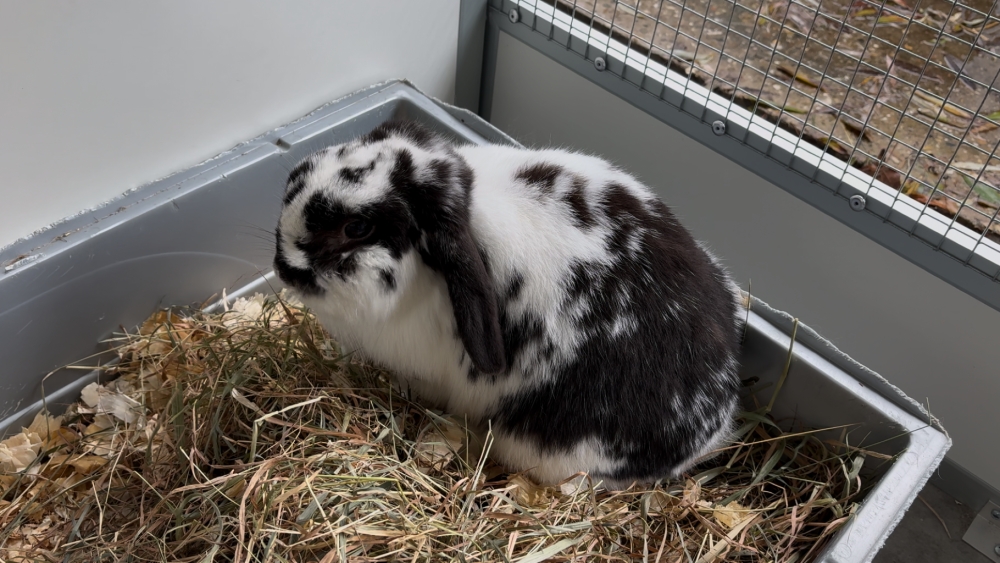 Dierenopvangcentrum Vlaardingen opent opvang voor konijnen en knaagdieren