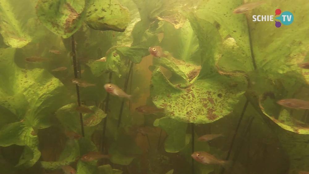 Ecoloog van Hoogheemraadschap Delfland filmt onder water in Schiedam