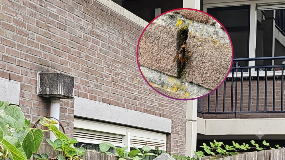 Eerste hoornaarnest van Schiedam verwijderd in de Gorzen: ‘Nest zat in de spouwmuur’