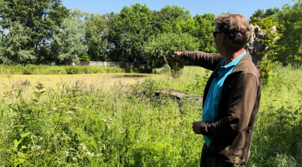 Oer-Hollandse eendenjacht her te beleven in de Vlaardingse natuur: ‘De hond lokt ze naar het einde’