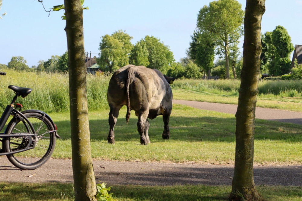Stier ontsnapt via sloot en loopt rondjes voor het hek van de wei