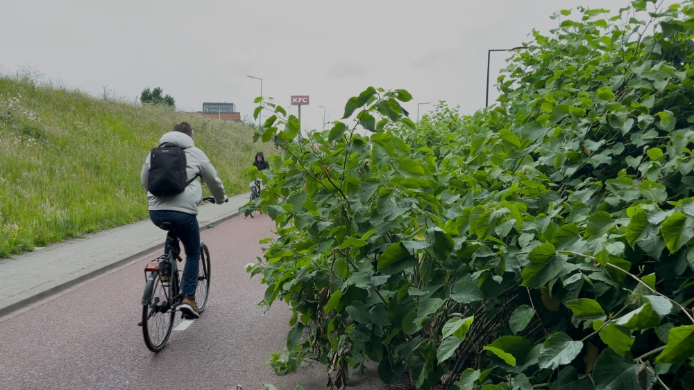Helft van fietspad begroeid met planten, pas over zes weken gemaaid