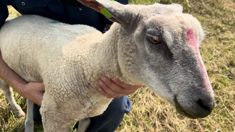 Schiedamse schapen ernstig ziek door blauwtongvirus: &#039;Behandelen is lastig&#039;