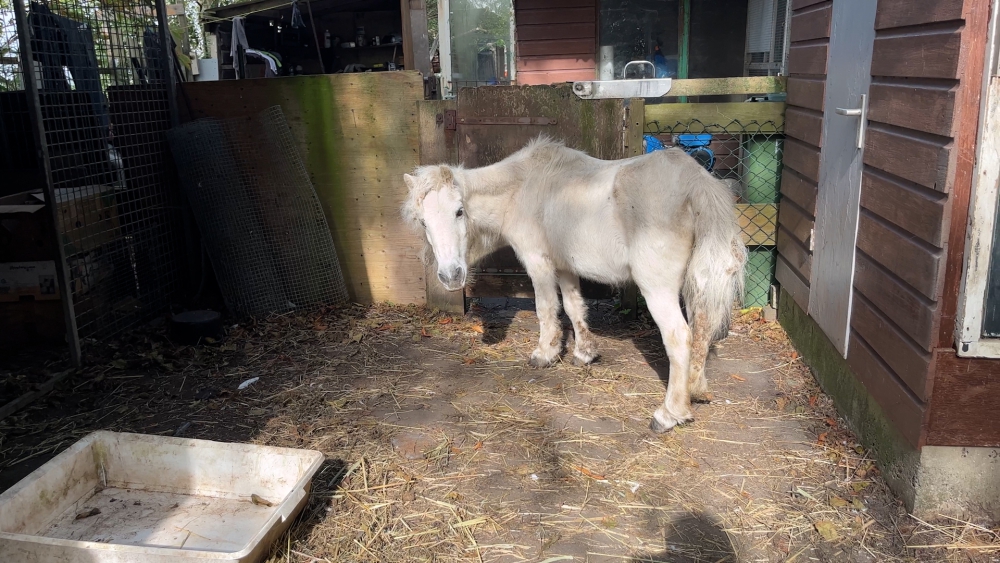 Pony Farfalla is terug, maar rechtszaak loopt nog