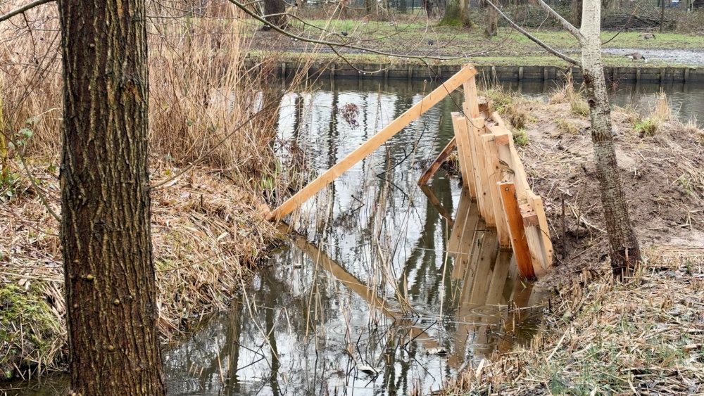 Wordt Schiedam door nieuwe broedwand de nieuwe ijsvogelhoofdtad van Nederland?