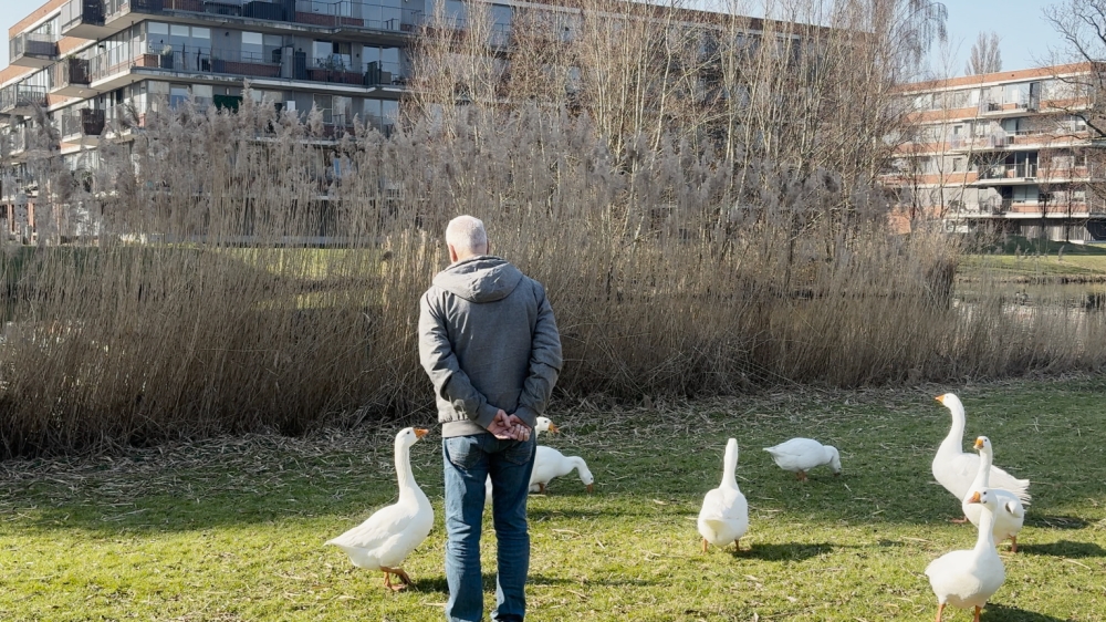 Ganzen zorgen voor chaos in Vlaardingen: ‘Ik had gewild dat ik een luchtbuks had’