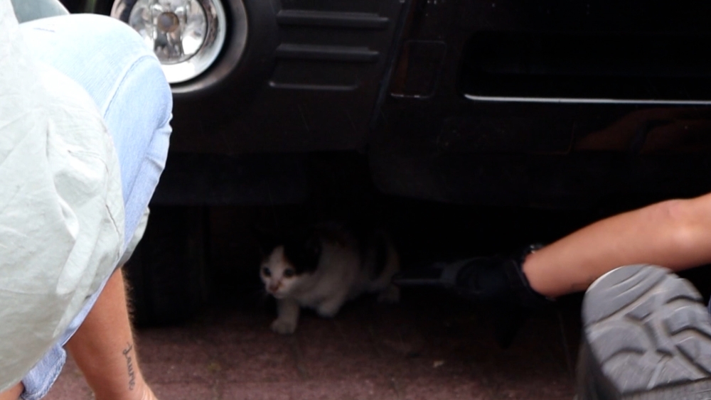 Een kat maakt rare sprongen in Schiedam en zit in het nauw