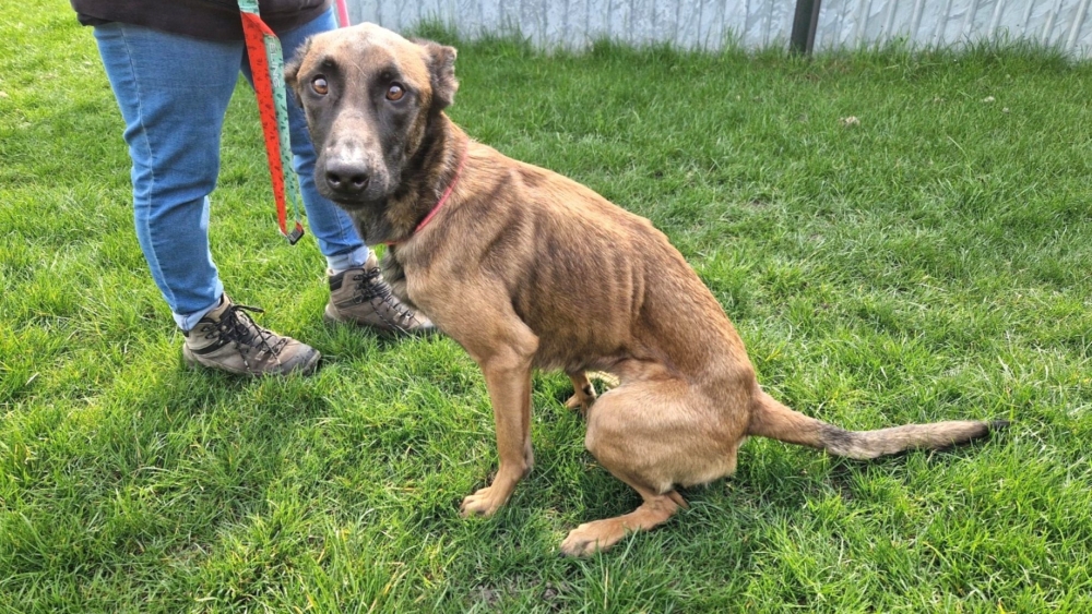 Ernstig verwaarloosde hond Julia gered uit woning Vlaardingen