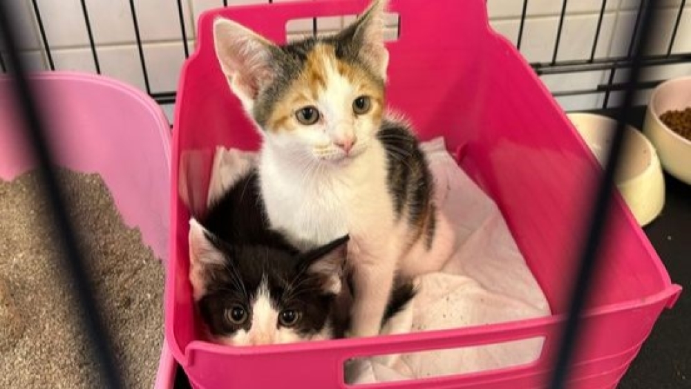 Suzanne in shock om gedumpte kittens bij dochtertje (10): 'Ze was er ondersteboven van'