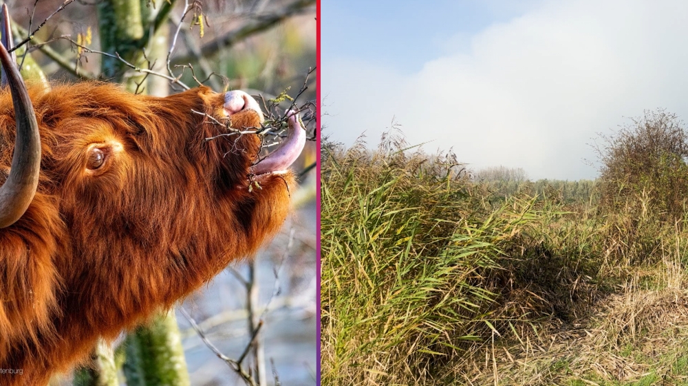 Nieuw bos in de Broekpolder: Schotse Hooglanders maken plaats