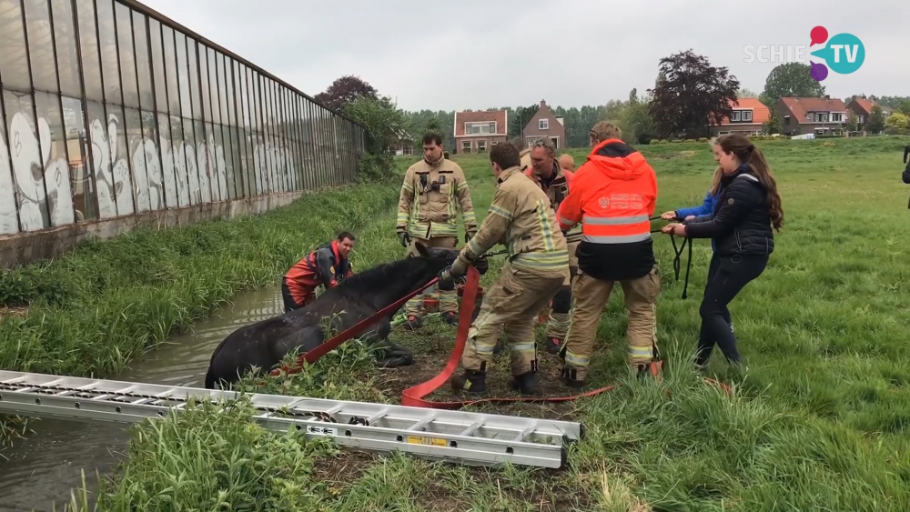 Brandweer redt paard uit sloot