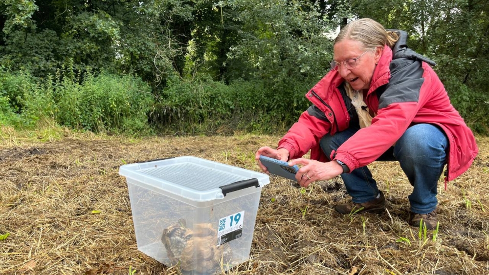 Franse bijenaanval dankzij Aziatische hoornaar, kan zoiets ook bij ons gebeuren?