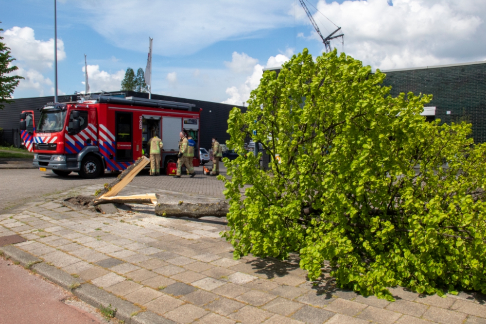 Brandweer haalt boom naar beneden op Vlaardingweg