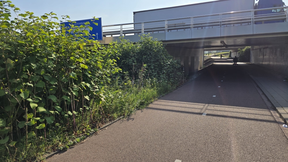Japanse duizendknoop op Vlaardingerdijk gesnoeid, maar de vraag is door wie