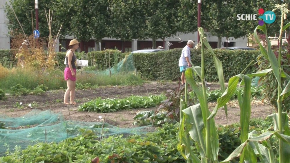 Daders vernielingen Voedselbanktuinieren staan op de foto: &#039;laat ze maar een dag meelopen&#039;