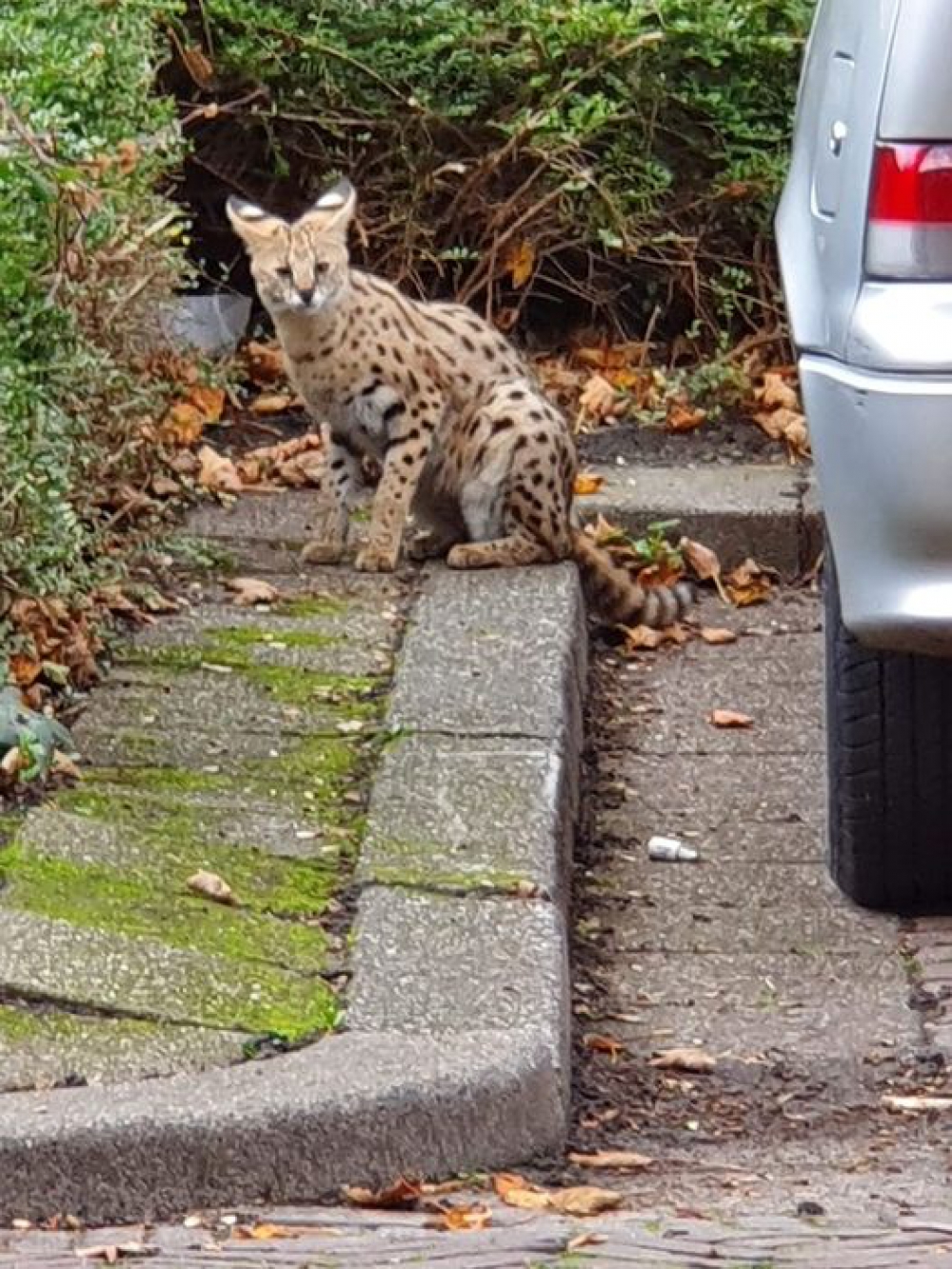 Serval ontsnapt in de Gorzen