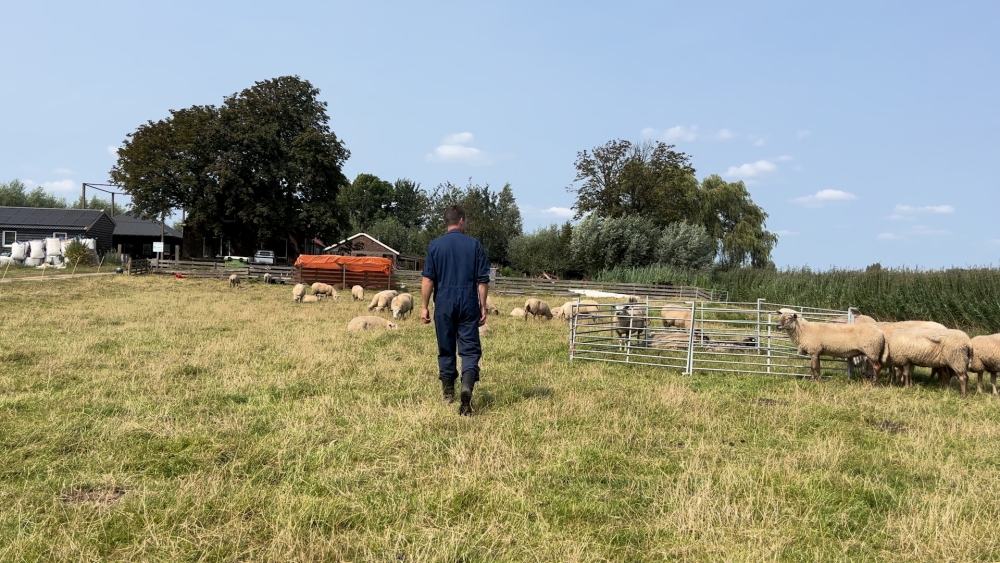 Kuddehouder Adrianushoeve Vockestaert haalt opgelucht adem: ‘slechts 12 schapen dood’