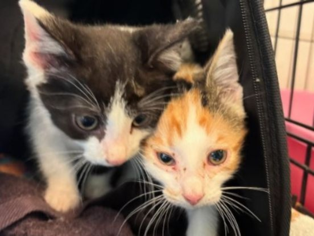 De twee kittens