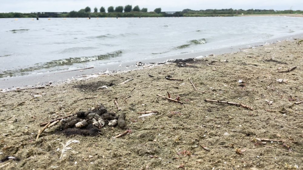 Naast blauwalg ook poepbacterie aangetroffen in de Krabbeplas