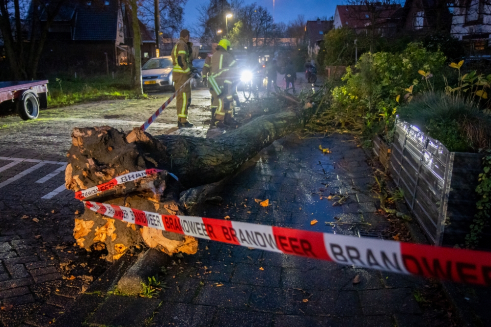 Boom valt over de Schiedamseweg in Schiedam