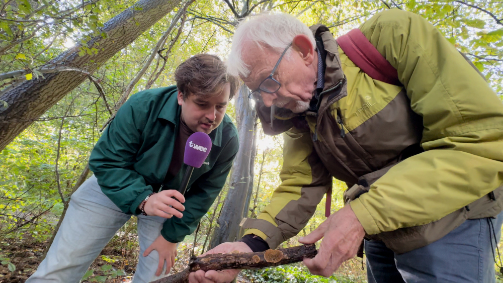 ‘Paddenstoelen krijgen te snel de schuld’ van overleden Schiedamse honden