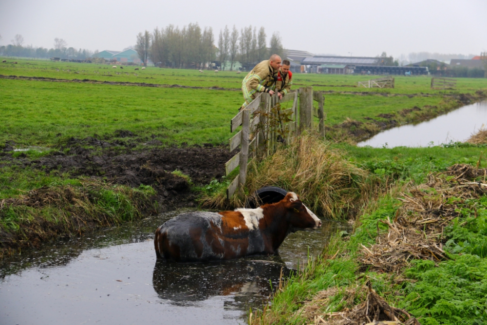 Brandweer en boer halen koe uit de sloot bij Groeneweg