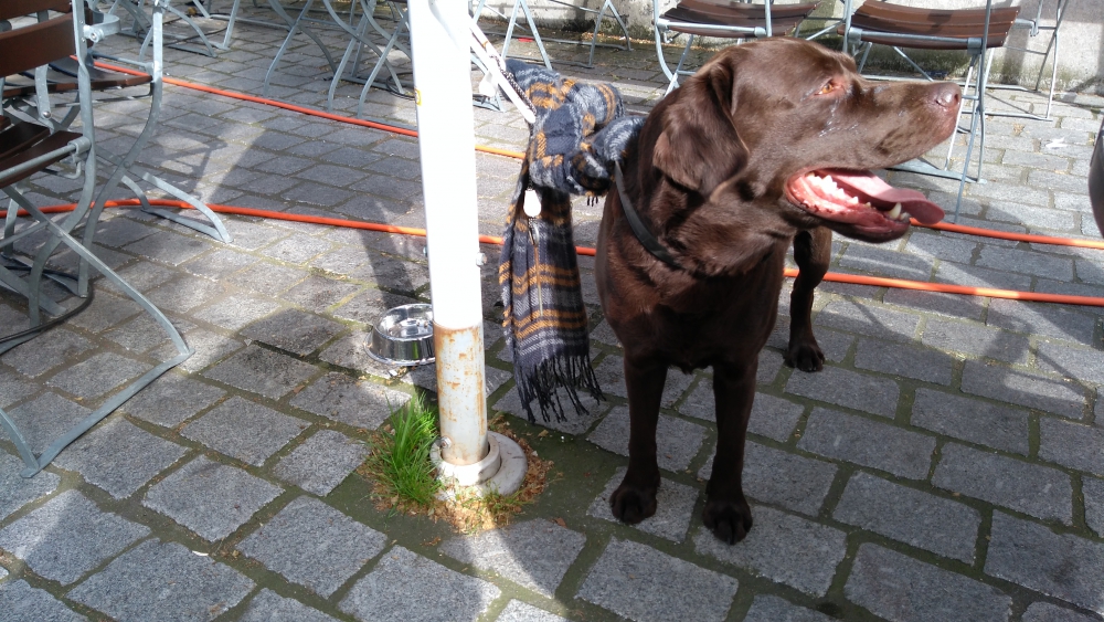 Hongerig hond herenigd met eigenaar