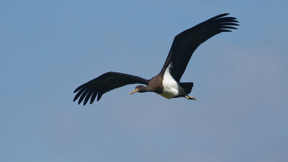 Zeldzame zwarte ooievaar gespot tussen lepelaars in Broekpolder