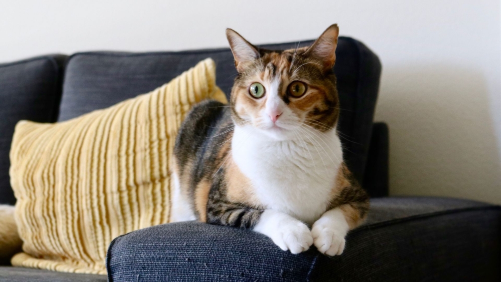 Schiedammer lokt katten naar achtertuin en gooit heet water over ze heen
