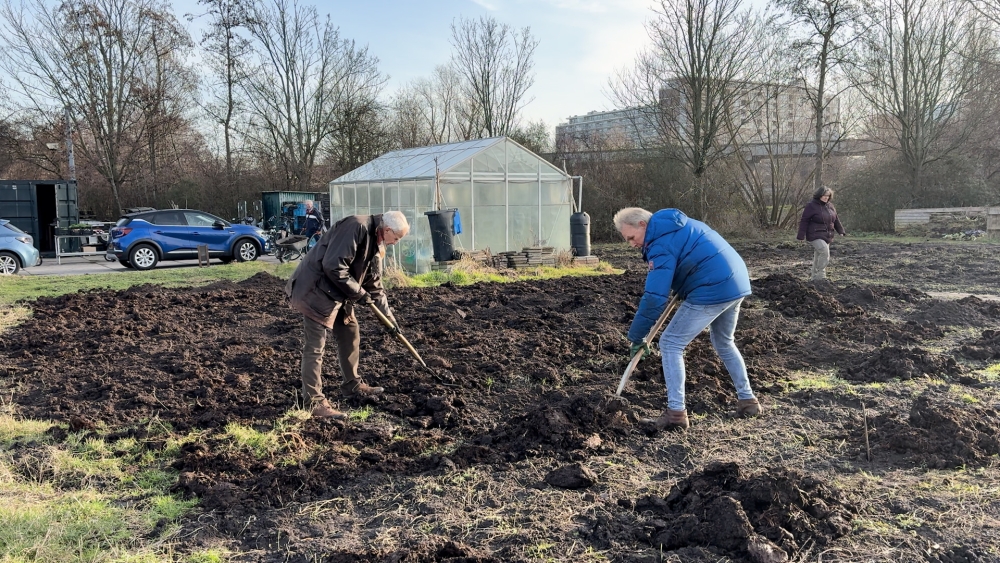 Voedselbanktuin levert verse groenten aan voedselbank: 'Verser kan het niet'