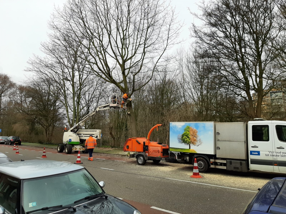 Deze bomen zijn klaar voor Dennis