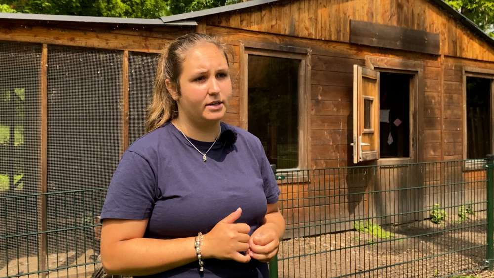 Kidnappers slaan opnieuw toe bij kinderboerderij ‘t Hoefblad: ‘Kippenvel, waarom alwéér?’