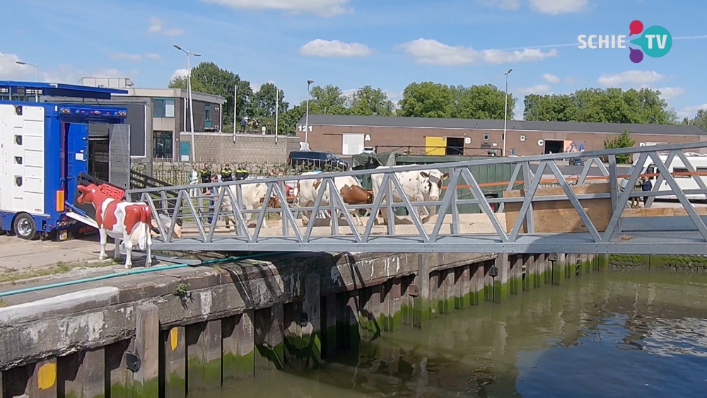Koeien van de Floating Farm bij Schiedam leveren eerste melk