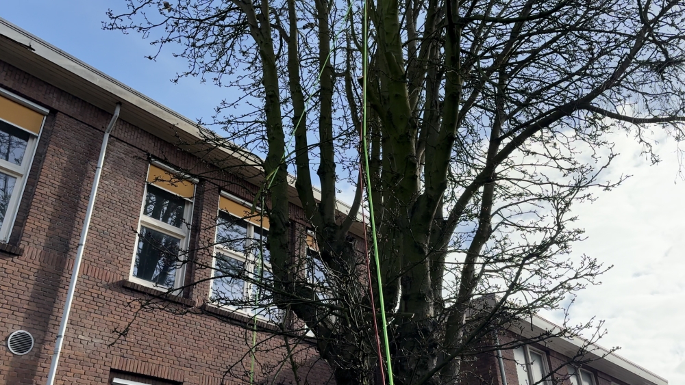 Gemeente noemt kap kastanjeboom ‘voorbarig’ en wacht nu toch rechtzaak af