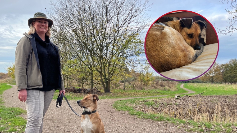 Hond test positief op cocaïne: ‘Ik rook dat ze mensenpoep had gegeten’