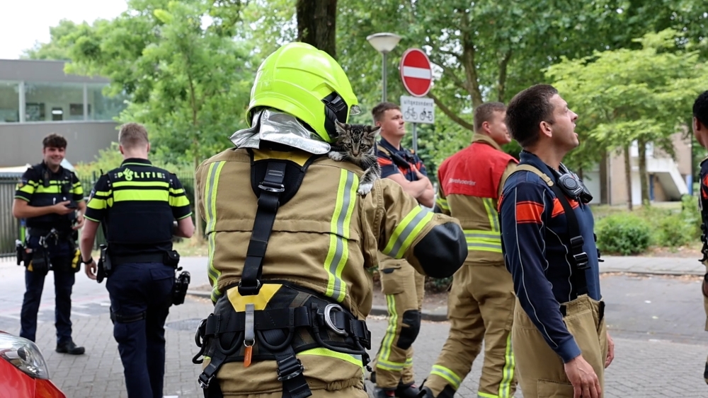 Kitten vanaf tweede etage uit het raam gesprongen in Schiedam, brandweer biedt hulp