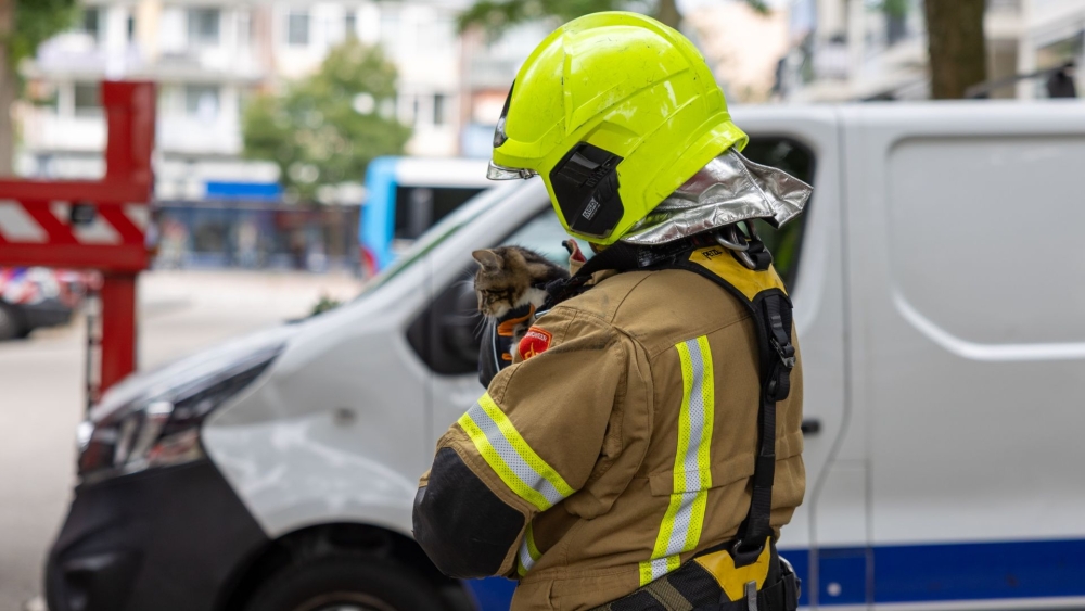 Kitten vanaf tweede etage uit het raam gesprongen in Schiedam, brandweer biedt hulp