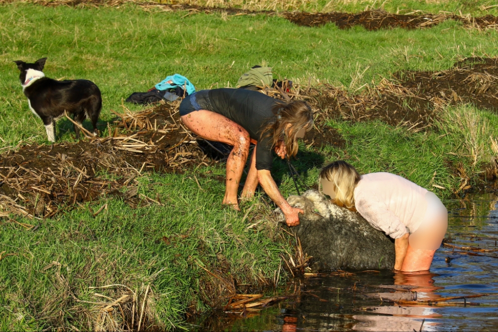 Vrouwen springen in ijskoude sloot om schapen te redden