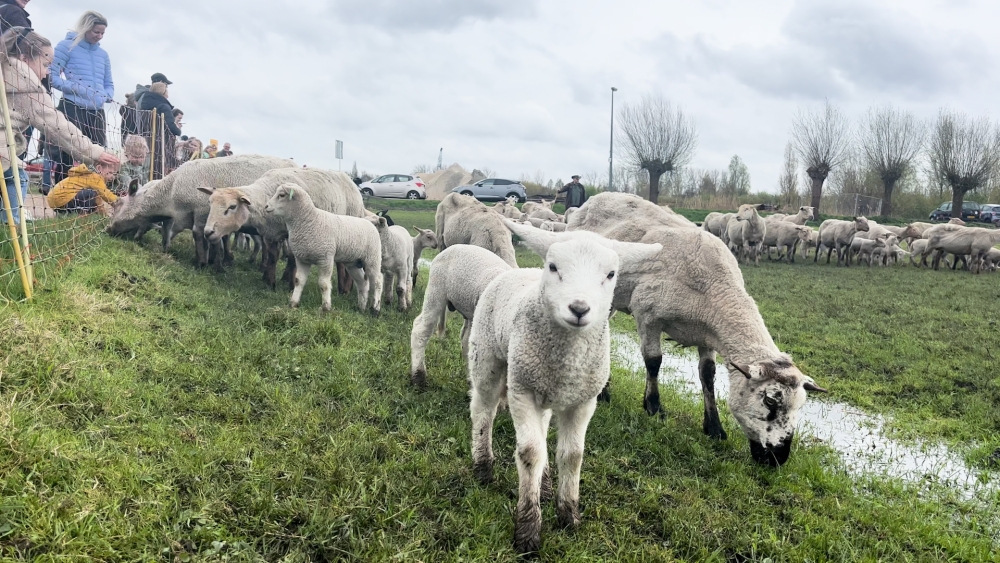 Geen eitjes maar lammetjes zoeken op tweede paasdag tijdens lammetjesdag