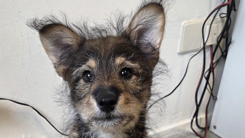 Pup gevonden in de Spoorstraat in Vlaardingen, baasje nog niet gevonden