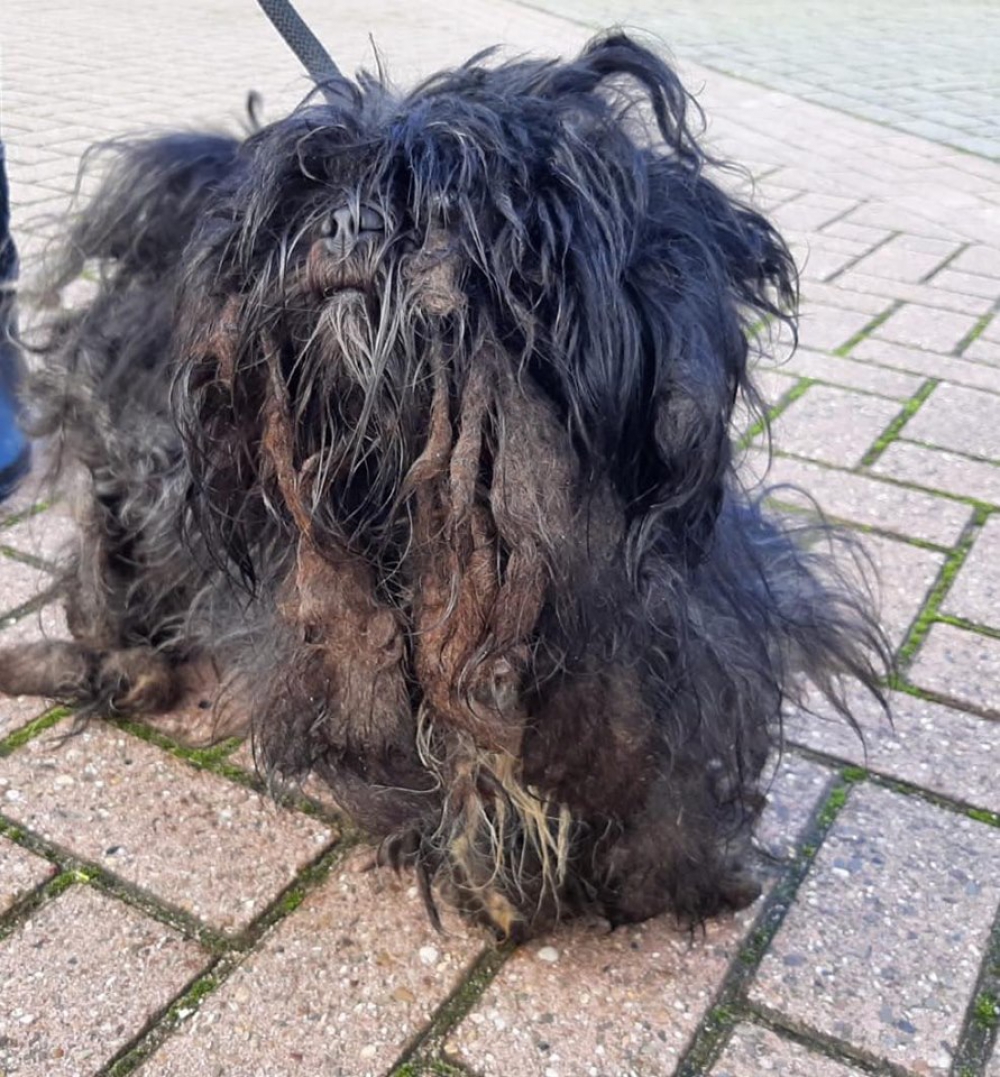 Verwaarloosde honden gevonden in Schiedam