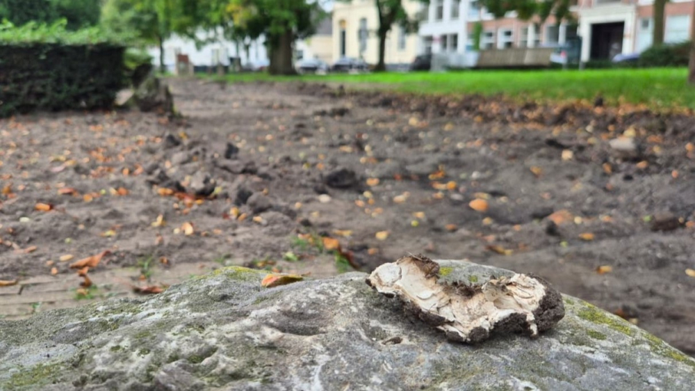 Paddenstoelen, mogelijk giftig, gevonden in Plantage: gemeente gaat plekken afzetten